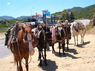 Donkey-tour